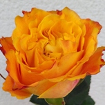 Orange Reeva Roses d'Equateur Ethiflora